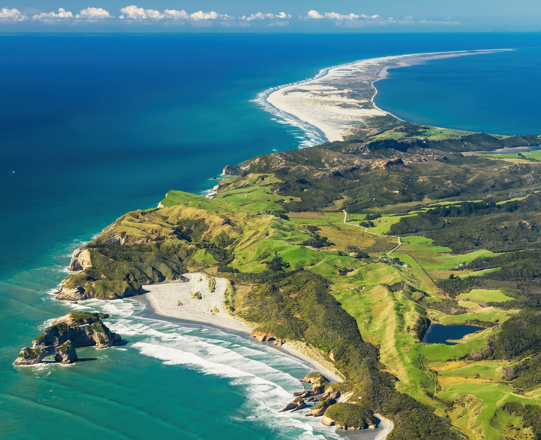 Kolorex horopito plantation in Golden Bay, New Zealand